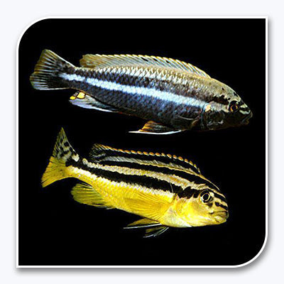 African Cichlid | Auratus Cichlid