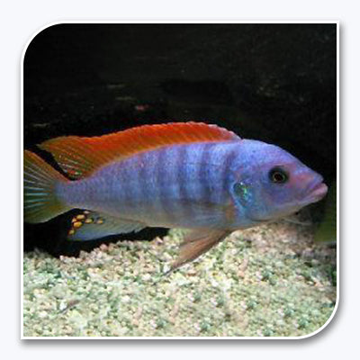 African Cichlid | Ice Blue Zebra