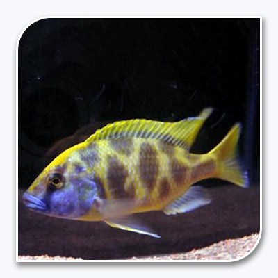 African Cichlid | Venustus