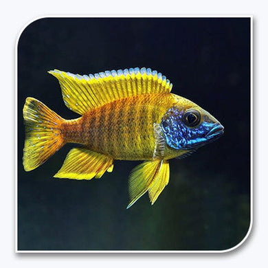 African Cichlid | Yellow Sunshine Peacock