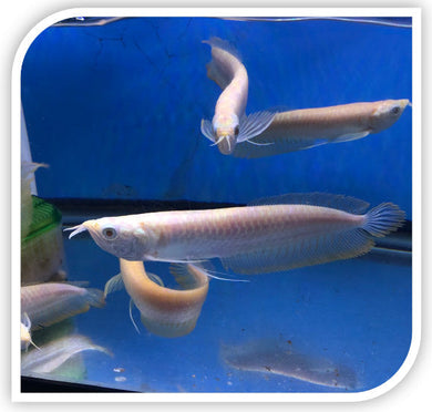 Albino Red Eye Arowana