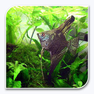 smokey leopard angelfish