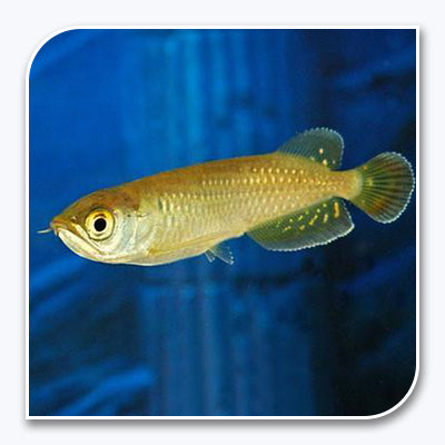 Arowana | Australian Arowana