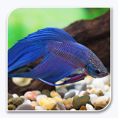 Bettas Blue Betta Shop Freshwater Fish Wholesale Tri  