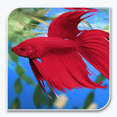 Bettas | Red Betta