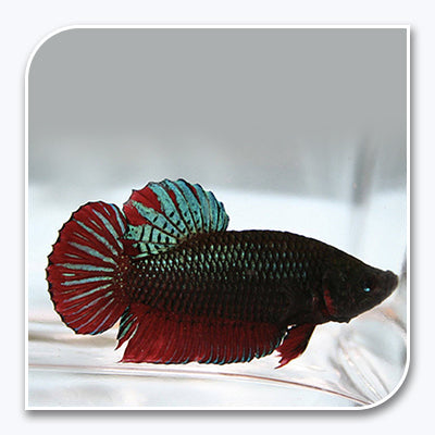 Bettas Short Tail Betta Multi Colored  Wholesale Tri County  