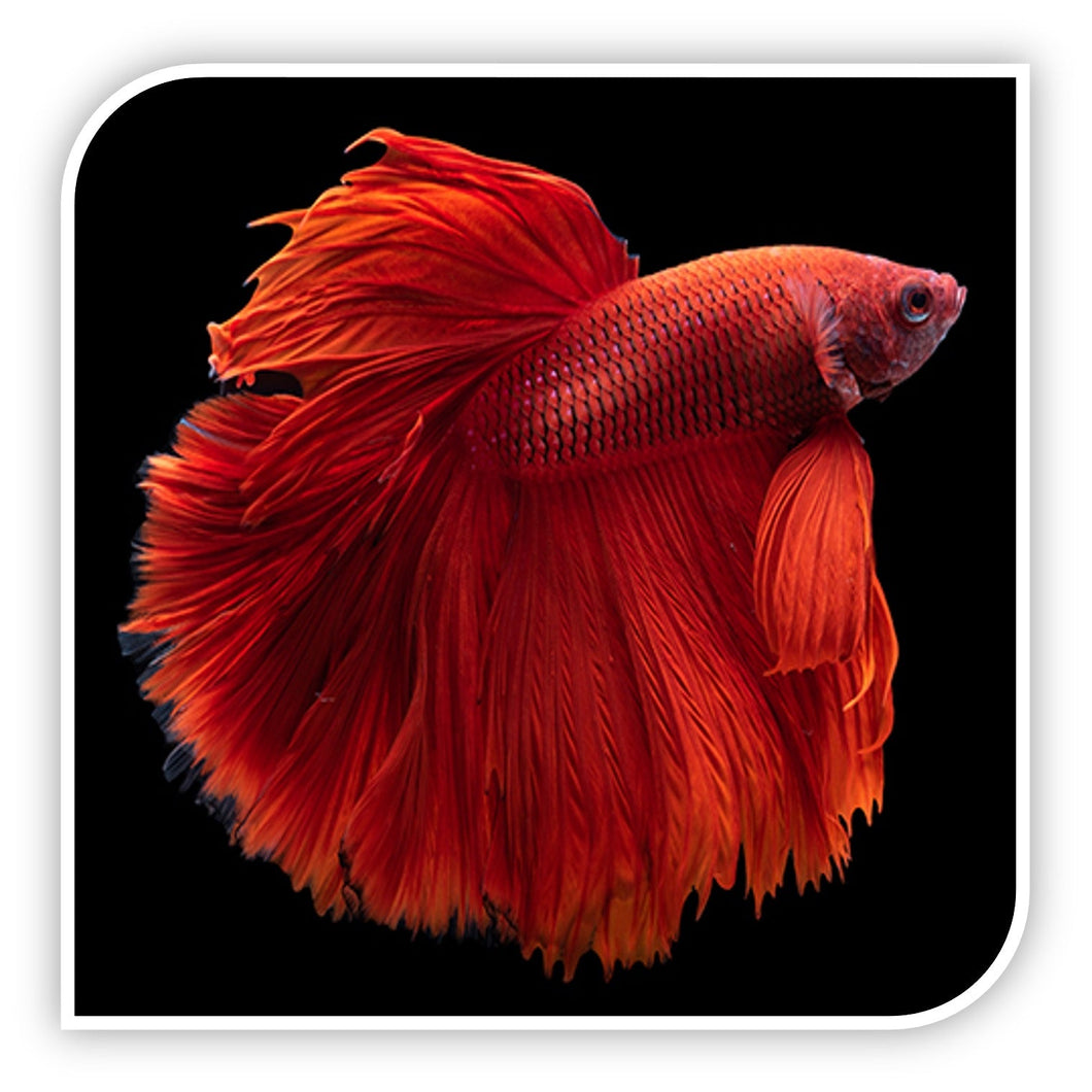 Bettas | Super Delta Betta (Assorted Colors - Our Pick)