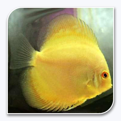 Discus | Golden Discus