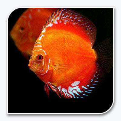 Discus | Marlboro Red Discus