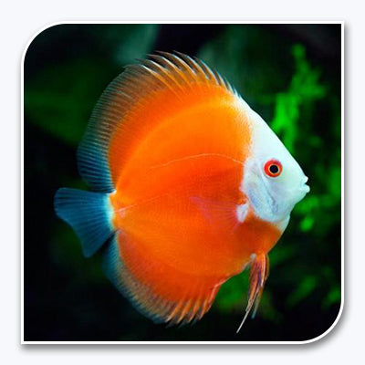 Discus | Red Melon Discus