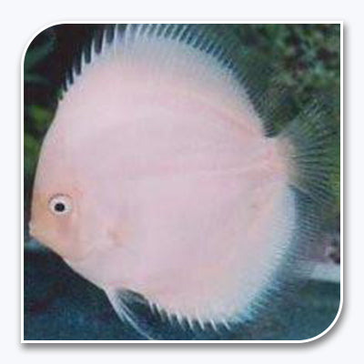 Discus | White Diamond Discus