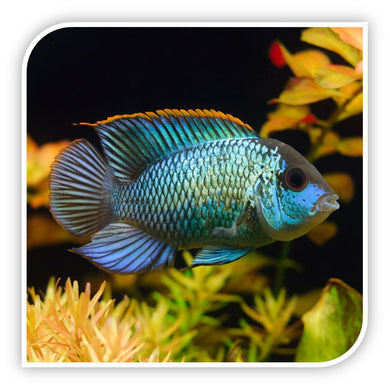 South American Cichlid | Electric Blue Acara Cichlid