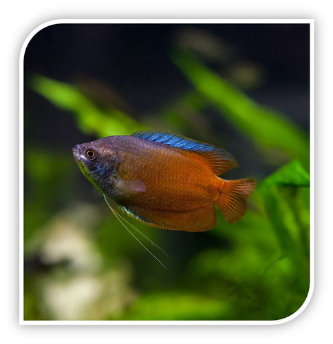 Gourami | Flame Dwarf Gourami