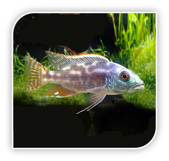 African Cichlid | Fuscotaeniatus