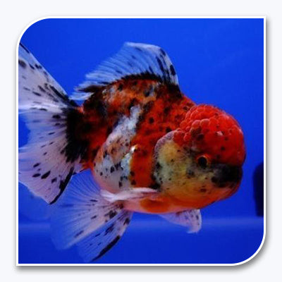 Calico Fantail Goldfish For Sale - Small