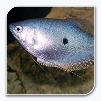 Gourami | Blue Gourami