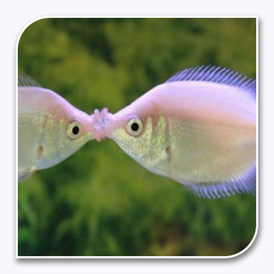 Gourami | Pink Kissing Gourami