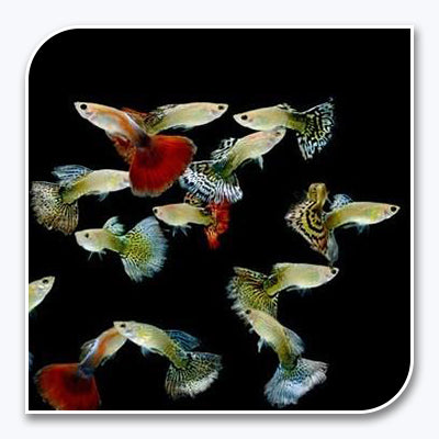 Guppy | Assorted Guppy Pairs