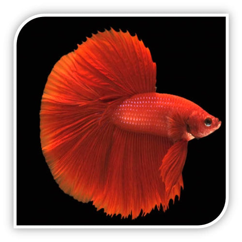 Bettas | Half Moon Betta (Assorted Colors - Our Pick)