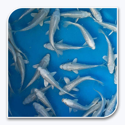 Platinum koi fish price best sale