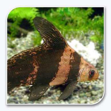 Loaches | Hi Fin Banded Loach