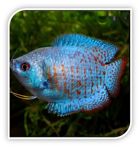 Gourami | Cobalt Blue Dwarf Gourami