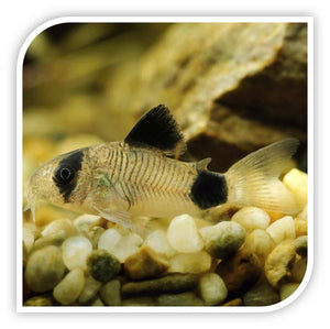 Catfish | Corydoras Panda