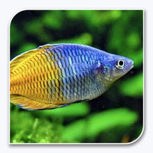 Rainbow Fish | Bosemani Rainbow