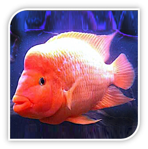 Central American Cichlid | Red Devil Cichlid