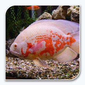 South American Cichlid | Albino Red Tiger Oscar