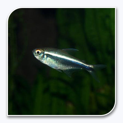 Tetras | Black Neon Tetra