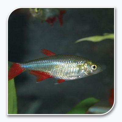 Tetras | Blood Fin Tetra