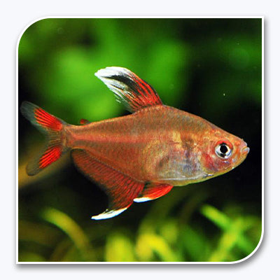 Tetras | Candy Cane Tetra