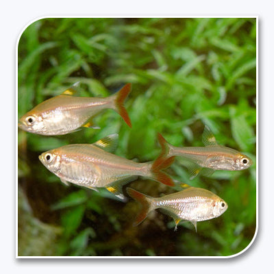 Tetras | Golden Pristella Tetra