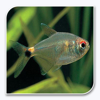 Tetras | Head and Tail Light Tetra