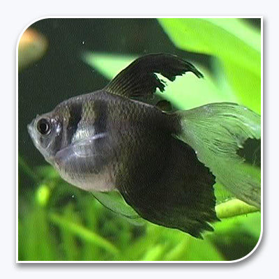 Tetras | Black Long-Fin Tetra