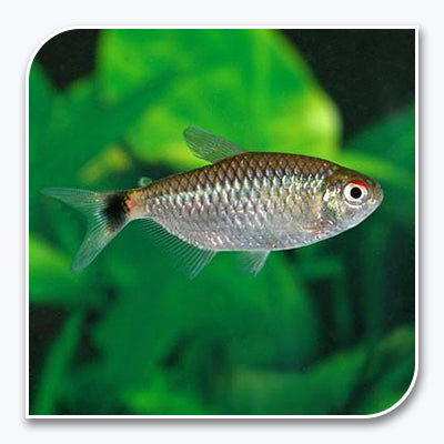 Tetras | Red Eye Tetra