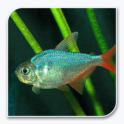 Tetras | Red and Blue Columbian Tetra