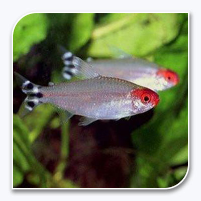 Tetras | Rummy-Nose Tetra